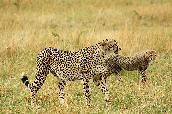 Mother Cheetah And Baby.