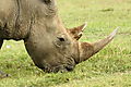 Lunch For A Rhino At Naivasha.