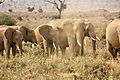 Small Herd Of Elephants
