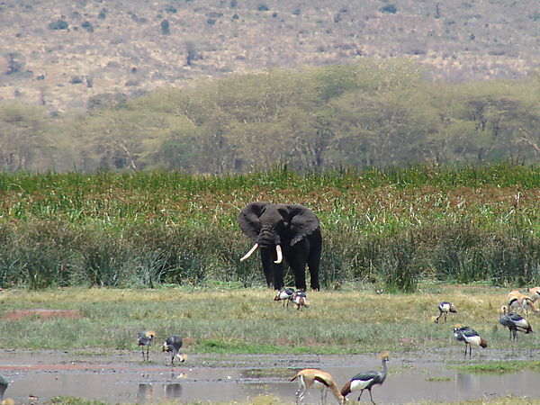 Elephant With Large Tusks