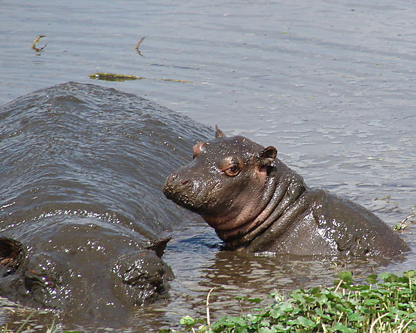 Hippo Calf In Pool With Mum