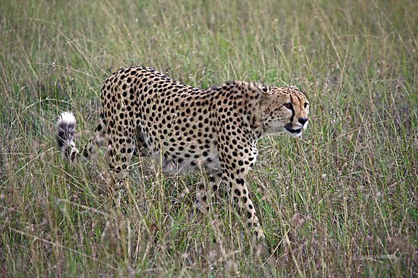 Cheetah On The Hunt In The Masai Mara