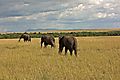 Elephant Move Acros The Masai Plain Before An Impending Storm