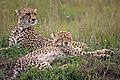 Female Cheetah ('shakira') With 4 Remaining Cubs