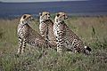 Three Maile Cheetahs (brothers)