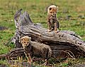 Cheetah Babies