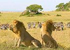 Masai Mara, Nakuru,Samburu, Mt. Kenya, Tsavo Safari