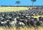 Great Wildebeest Migration Lodge Safari, Tanzania