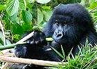 Wildlife & Gorilla Safari Uganda