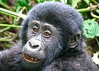 Gorilla Watching - Great Apes Safari Uganda