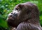Rwanda Gorilla Budget Safari