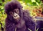 Rwanda Gorilla Luxury Safari