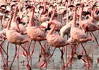 Flamingo and Wildebeest Migration Lodge Safari
