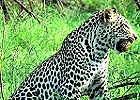 Luxury Kruger Park Safari