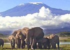 Kenya under Canvas 8 day Safari