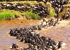 5 Days:  Serengeti Wildebeest Migration Safari