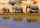 Kenya Wildlife Safari and Victoria Falls